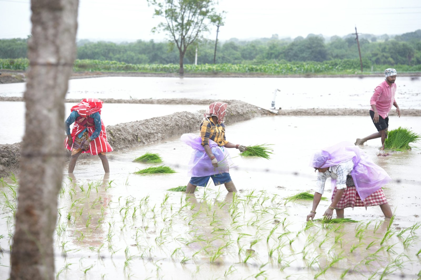 A group of people standing in a flooded field